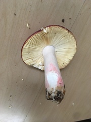 Russula mordax