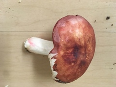 Russula mordax