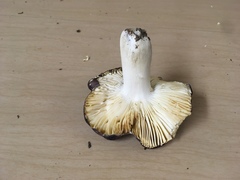 Russula pseudotsugarum