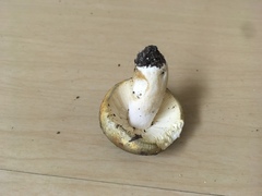 Russula turci