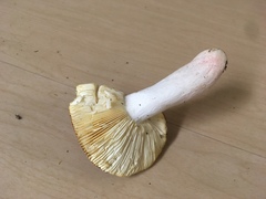 Russula mordax