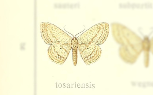 Scopula tosariensis