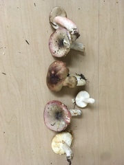 Russula salishensis