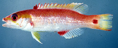 Cylindrical Hogfish photo 1