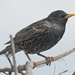 Common European Starling - Photo (c) Colin Ralston, some rights reserved (CC BY-NC), uploaded by Colin Ralston