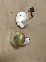 Russula phoenicea