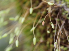Leptostomum macrocarpum
