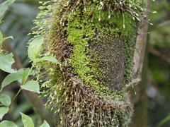 Leptostomum macrocarpum