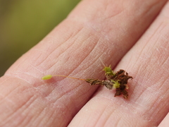 Leptostomum macrocarpum