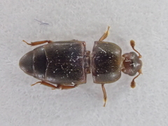Carpophilus