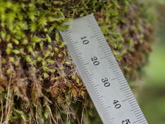 Leptostomum macrocarpum