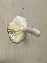 Russula salishensis