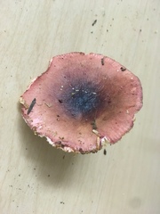 Russula salishensis
