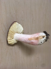 Russula mordax
