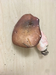 Russula mordax