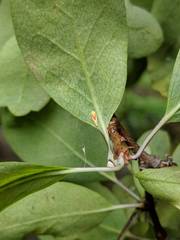 Erythridula victorialis