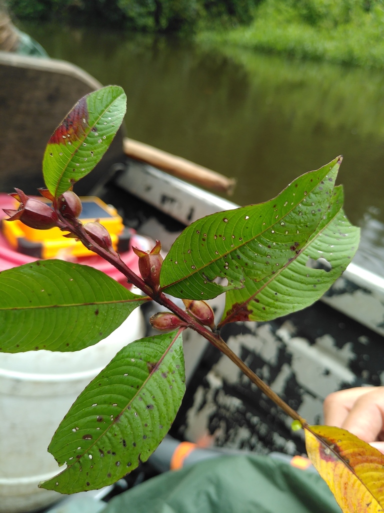 Ludwigia latifolia