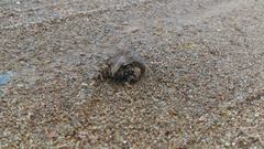 Craugastor occidentalis