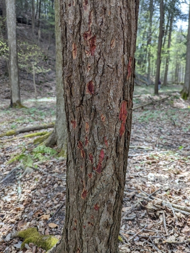 Hemlock Borer photo 3