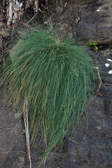 Poa astonii