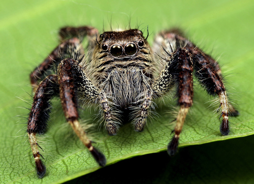 Hyllus treleaveni
