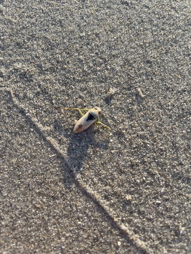 Eurasian Greater Water Boatman, Noordzee, De Koog, Noord-Holland, NL, photo 8 of 10