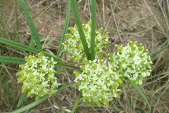 Xysmalobium involucratum