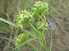 Xysmalobium involucratum