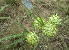 Xysmalobium involucratum