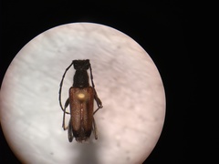 Anastrangalia sanguinea