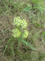 Xysmalobium involucratum