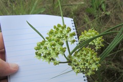 Xysmalobium involucratum