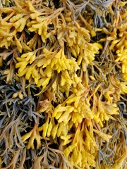 Pelvetia canaliculata
