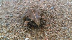 Craugastor occidentalis