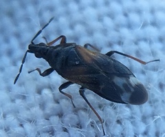 Anthocoris