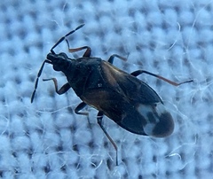 Anthocoris