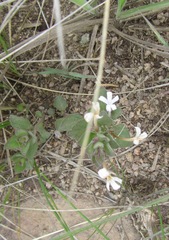 Dyschoriste burchellii