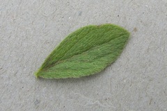Eriosemopsis subanisophylla