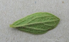 Eriosemopsis subanisophylla