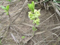 Eriosemopsis subanisophylla