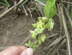 Eriosemopsis subanisophylla