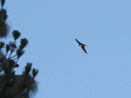 Black-capped Swallow (Atticora pileata), photo 7