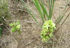Eriosemopsis subanisophylla