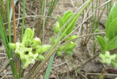 Eriosemopsis subanisophylla