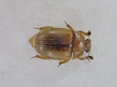 Pocadius adustus