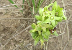 Eriosemopsis subanisophylla