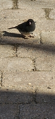 Junco hyemalis image
