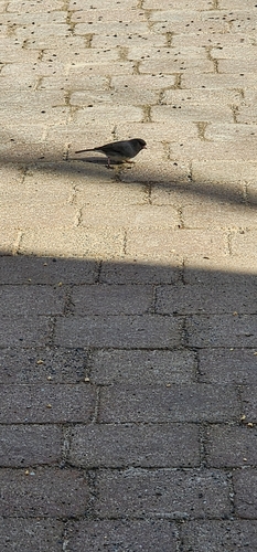 Junco image