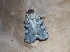 Amphipyra effusa