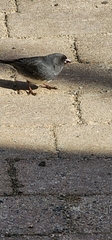 Junco hyemalis image
